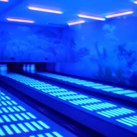 Krokus Kamienna Gora